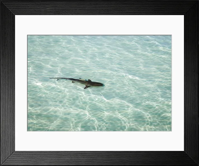 Framed Print : Maldives, Ari Atoll, Moofushi, Reef Shark Framed Print : Maldives, Ari Atoll, Moofushi, Reef Shark