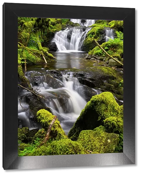 Forest stream Eas Dearg near Loch Ard, Aberfoyle, Stirling, Perthshire, Scotland, UK