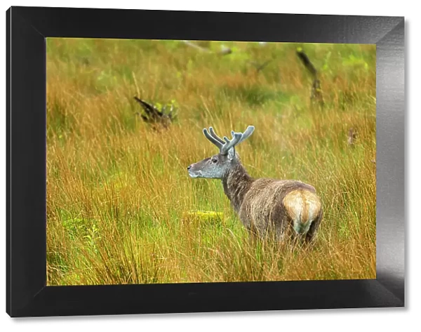 Female Red deer on grassland, Glencoe, Scottish Highlands, Scotland, UK