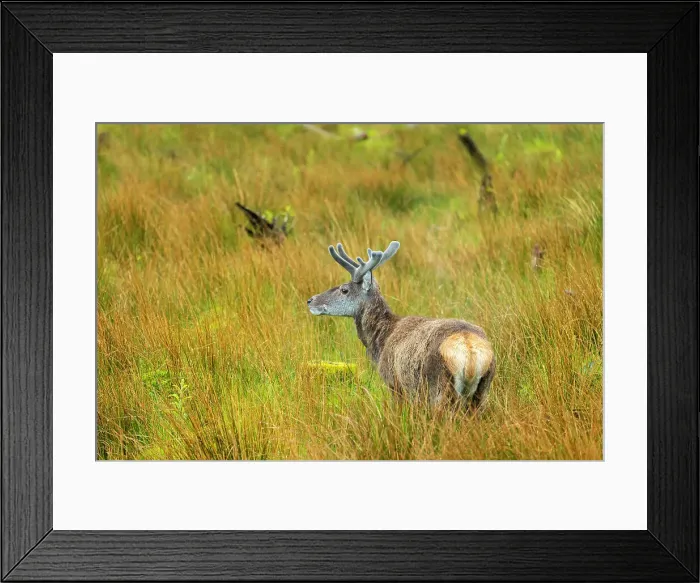Framed Print : Female Red deer on grassland, Glencoe, Scottish Highlands, Scotland, UK Framed Print : Female Red deer on grassland, Glencoe, Scottish Highlands, Scotland, UK