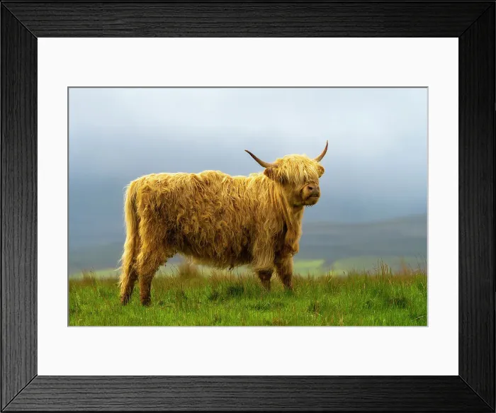 Framed Print : Highland cattle on grassland, Digg, Isle of Skye, Scottish Highlands, Scotland, UK Framed Print : Highland cattle on grassland, Digg, Isle of Skye, Scottish Highlands, Scotland, UK