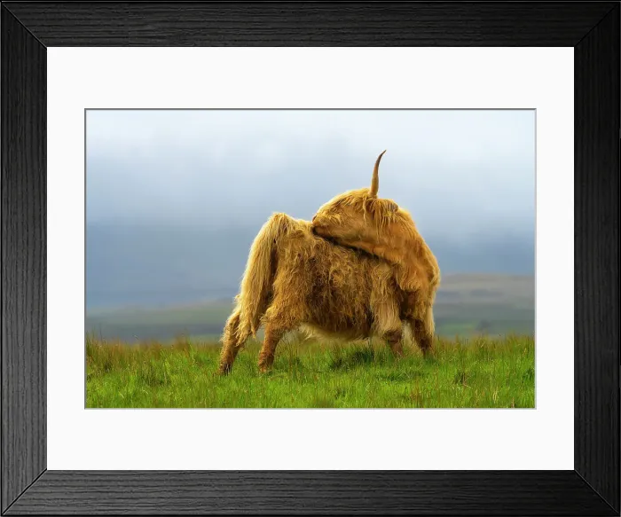 Framed Print : Highland cattle licking self on grassland, Digg, Isle of Skye, Scottish Highlands, Scotland, UK Framed Print : Highland cattle licking self on grassland, Digg, Isle of Skye, Scottish Highlands, Scotland, UK