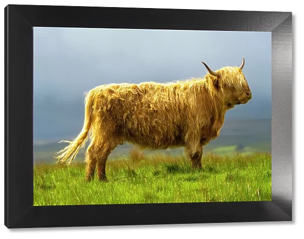 Highland cattle on grassland, Digg, Isle of Skye, Scottish Highlands, Scotland, UK