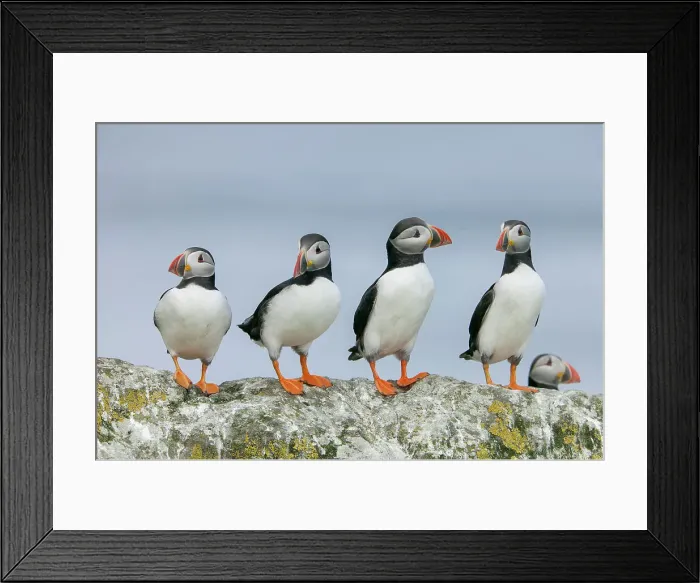Framed Print : Four Atlantic Puffins (Fratercula arctica) perched on rock, Shiant Islands, Scottish Highlands, UK Framed Print : Four Atlantic Puffins (Fratercula arctica) perched on rock, Shiant Islands, Scottish Highlands, UK
