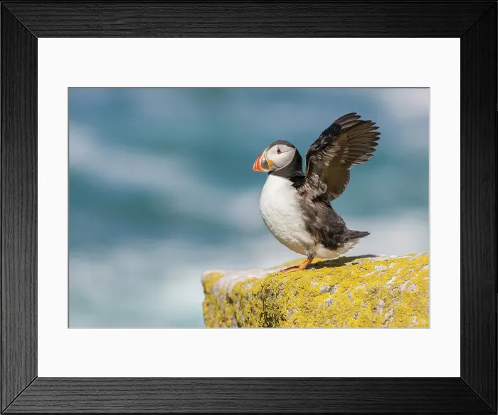 Framed Print : Puffin (Fratercula arctica) flapping wings, Isle of May, Firth of Forth, Scotland, UK Framed Print : Puffin (Fratercula arctica) flapping wings, Isle of May, Firth of Forth, Scotland, UK