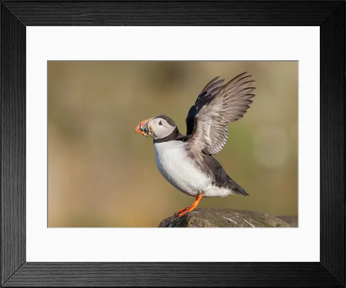 Framed Print : Puffin (Fratercula arctica) flapping wings, Isle of May, Firth of Forth, Scotland, UK