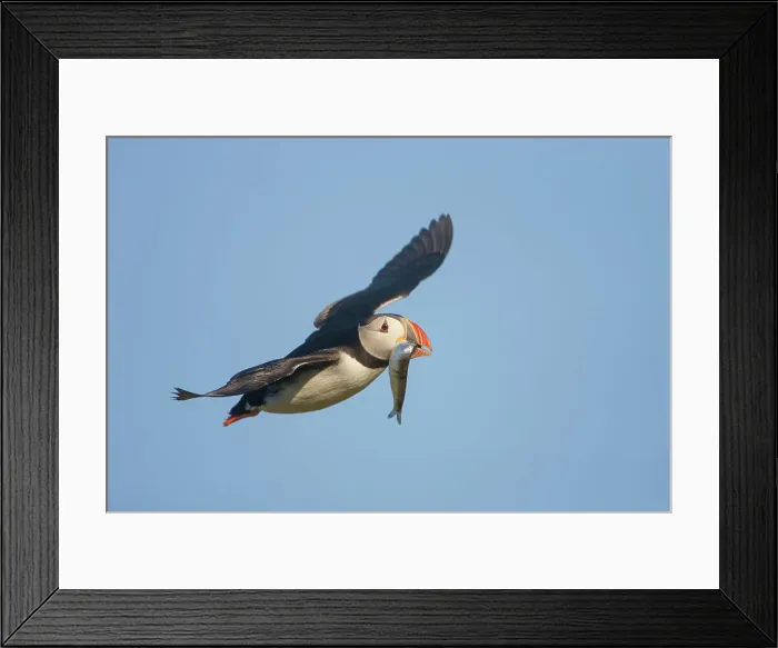 Framed Print : Puffin (Fratercula arctica) in flight carrying sprat, Isle of May, Firth of Forth, Scotland, UK Framed Print : Puffin (Fratercula arctica) in flight carrying sprat, Isle of May, Firth of Forth, Scotland, UK
