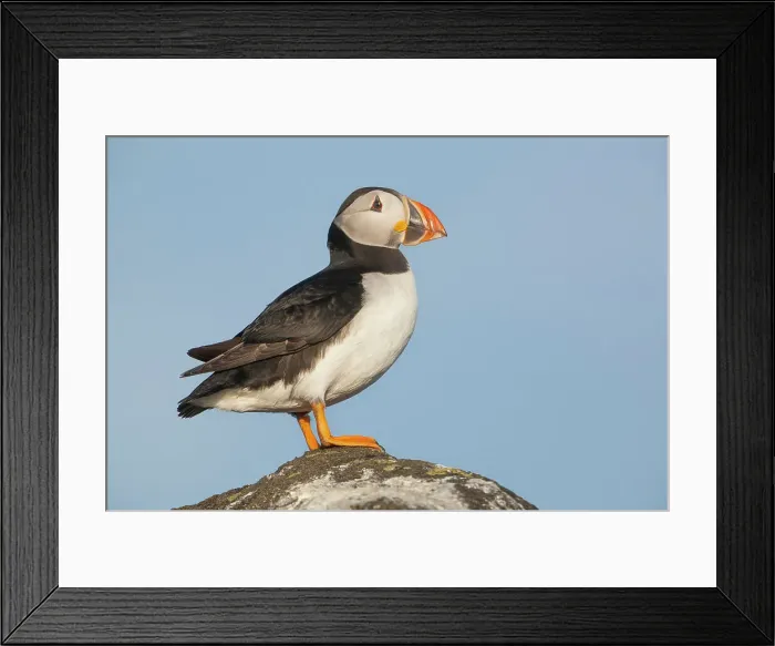 Framed Print : Puffin (Fratercula arctica), Isle of May, Forth of Forth, Scotland, UK Framed Print : Puffin (Fratercula arctica), Isle of May, Forth of Forth, Scotland, UK