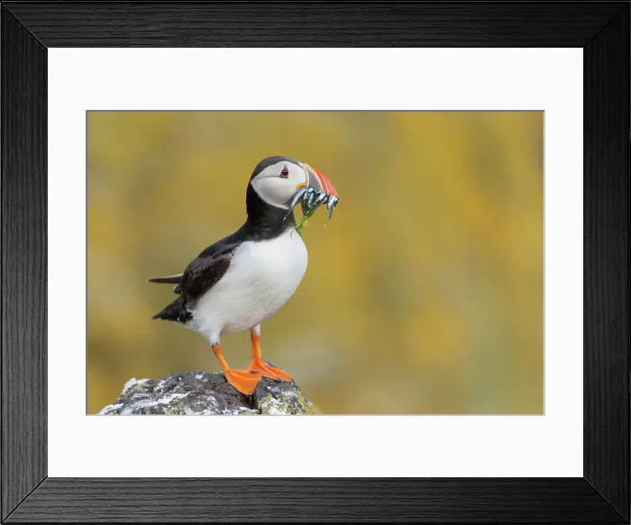 Framed Print : Puffin (Fratercula arctica) with sandeels, Isle of May, Forth of Forth, Scotland, UK Framed Print : Puffin (Fratercula arctica) with sandeels, Isle of May, Forth of Forth, Scotland, UK