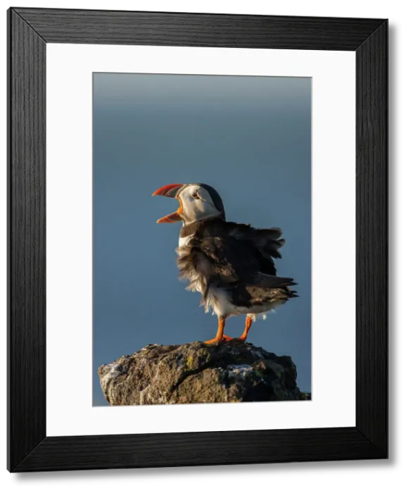 Framed Print : Puffin (Fratercula arctica) with wind-ruffled plumage, Isle of May, Forth of Forth, Scotland, UK