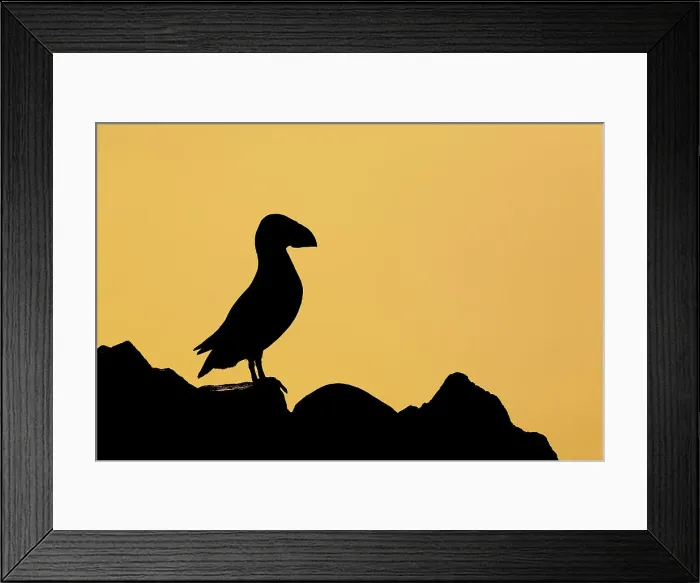 Framed Print : Puffin (Fratercula arctica) in silhouette, Isle of May, Firth of Forth, Scotland, UK Framed Print : Puffin (Fratercula arctica) in silhouette, Isle of May, Firth of Forth, Scotland, UK