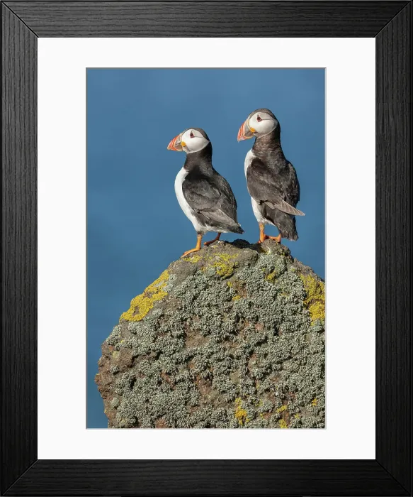 Framed Print : Puffin (Fratercula arctica), pair perched on lichen-covered rock, Isle of May, Firth of Forth, Scotland, UK Framed Print : Puffin (Fratercula arctica), pair perched on lichen-covered rock, Isle of May, Firth of Forth, Scotland, UK