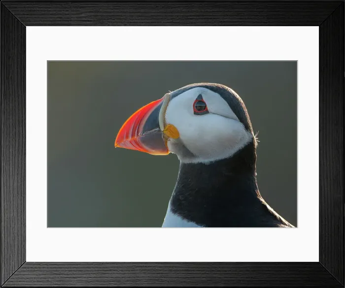 Framed Print : Puffin (Fratercula arctica) headshot portrait, Isle of May, Firth of Forth, Scotland, UK Framed Print : Puffin (Fratercula arctica) headshot portrait, Isle of May, Firth of Forth, Scotland, UK