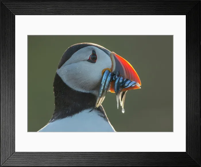 Framed Print : Puffin (Fratercula arctica) Portrait with sandeels, Isle of May, Firth of Forth, Scotland, UK Framed Print : Puffin (Fratercula arctica) Portrait with sandeels, Isle of May, Firth of Forth, Scotland, UK