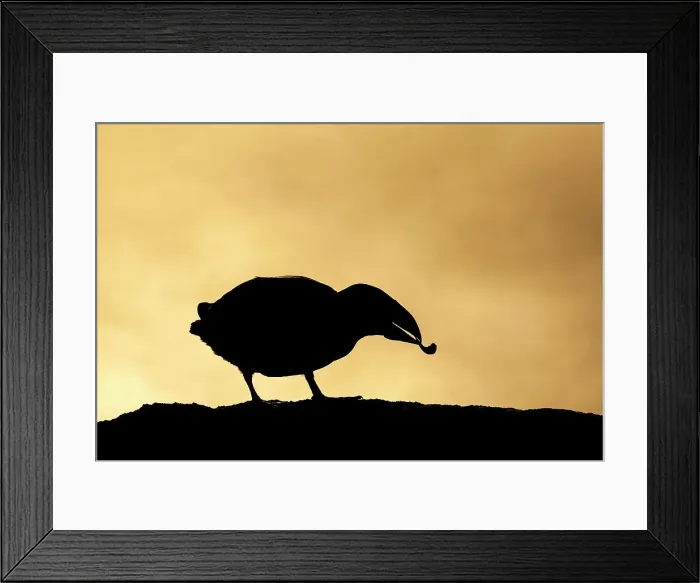Framed Print : Puffin (Fratercula arctica) in silhouette holding shrimp, Isle of May, Firth of Forth, Scotland, UK