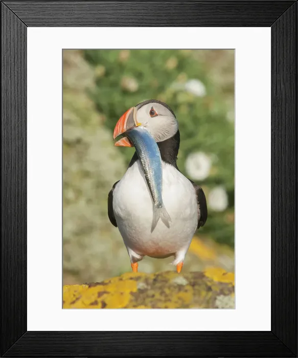 Framed Print : Puffin (Fratercula arctica) with sprat, Isle of May, Forth of Forth, Scotland, UK Framed Print : Puffin (Fratercula arctica) with sprat, Isle of May, Forth of Forth, Scotland, UK