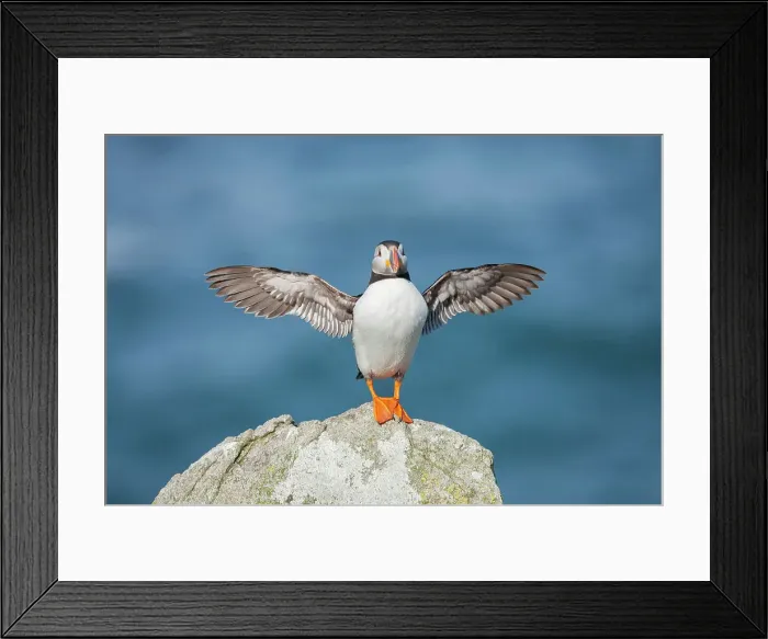 Framed Print : Puffin (Fratercula arctica) flapping wings, Isle of May, Firth of Forth, Scotland, UK Framed Print : Puffin (Fratercula arctica) flapping wings, Isle of May, Firth of Forth, Scotland, UK