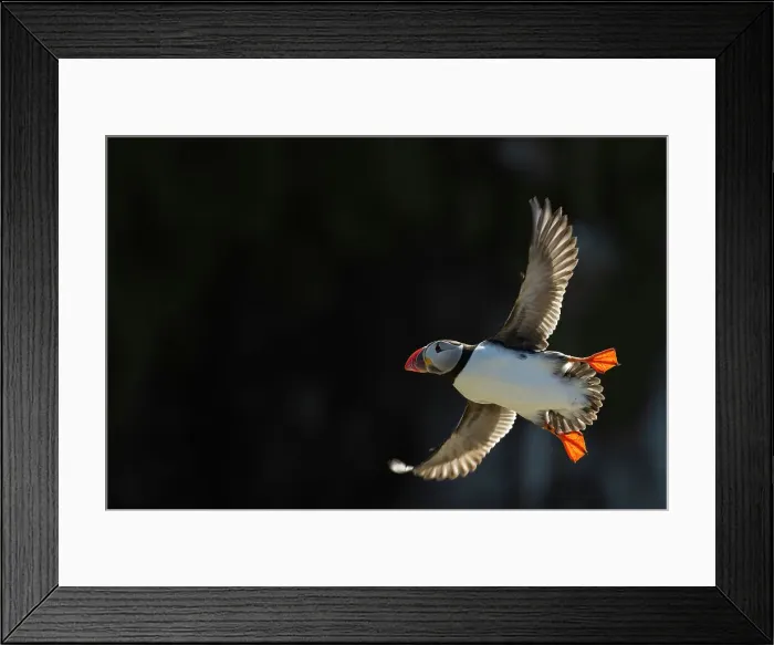 Framed Print : Puffin (Fratercula arctica) in Flight, Shiant Islands, Scottish Highlands, Scotland, UK Framed Print : Puffin (Fratercula arctica) in Flight, Shiant Islands, Scottish Highlands, Scotland, UK