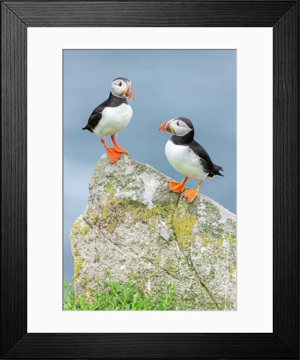 Framed Print : Puffin (Fratercula arctica), pair perched on lichen-covered rock, Isle of May, Firth of Forth, Scotland, UK Framed Print : Puffin (Fratercula arctica), pair perched on lichen-covered rock, Isle of May, Firth of Forth, Scotland, UK