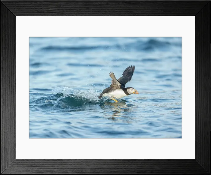 Framed Print : Puffin (Fratercula arctica), young bird taking off from water, Isle of May, Firth of Forth, Scotland, UK Framed Print : Puffin (Fratercula arctica), young bird taking off from water, Isle of May, Firth of Forth, Scotland, UK