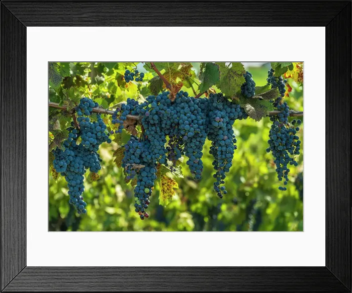 Framed Print : europe, Slovenia, Brda. ripe red grapes Framed Print : europe, Slovenia, Brda. ripe red grapes