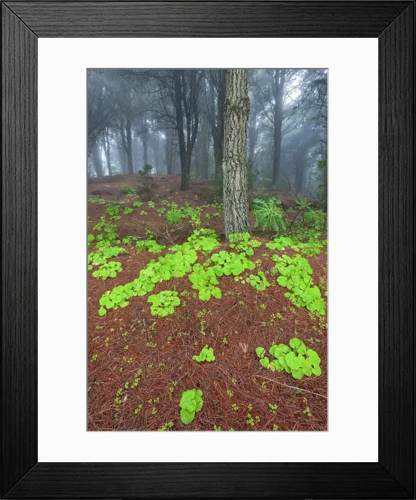 Framed Print : Spain, Canary Islands, El Hierro, Meseta de Nizdafe Framed Print : Spain, Canary Islands, El Hierro, Meseta de Nizdafe