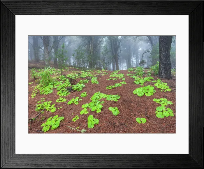 Framed Print : Spain, Canary Islands, El Hierro, Meseta de Nizdafe Framed Print : Spain, Canary Islands, El Hierro, Meseta de Nizdafe