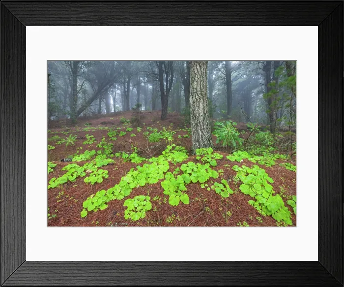 Framed Print : Spain, Canary Islands, El Hierro, Meseta de Nizdafe Framed Print : Spain, Canary Islands, El Hierro, Meseta de Nizdafe