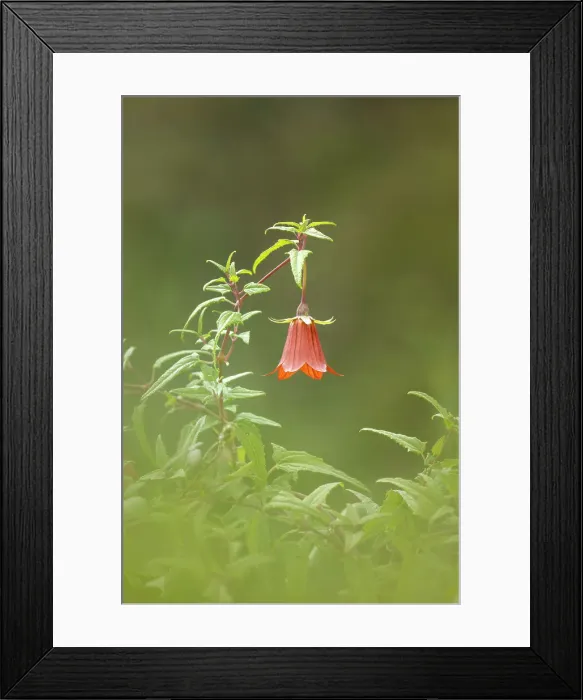 Framed Print : Canary Island bellflower (Canarina canariensis), Tenerife, Canary Islands, Spain