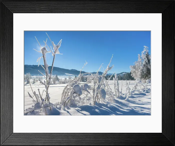 Framed Print : Switzerland, Canton of Schwyz, moor Framed Print : Switzerland, Canton of Schwyz, moor