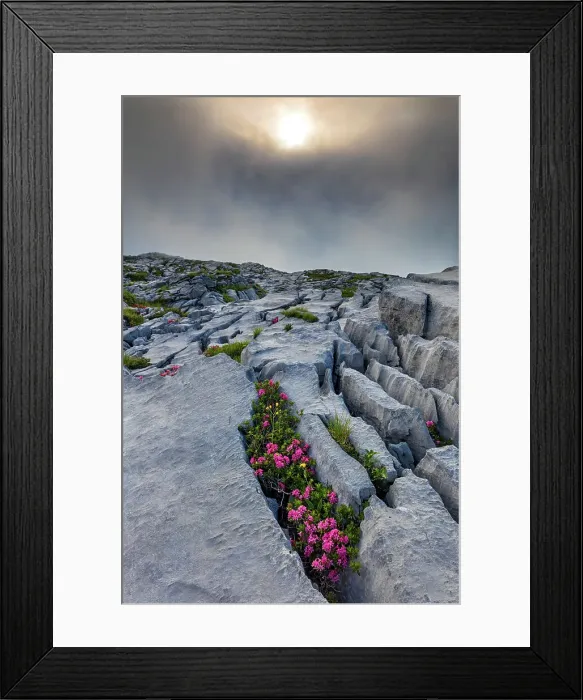 Framed Print : Switzerland, Canton of Uri, Klausen pass, alpine roses Framed Print : Switzerland, Canton of Uri, Klausen pass, alpine roses