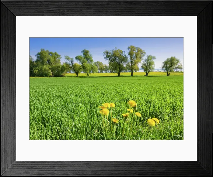 Framed Print : Switzerland, Canton of Thurgau, Lake Constance, spring, cornfield Framed Print : Switzerland, Canton of Thurgau, Lake Constance, spring, cornfield