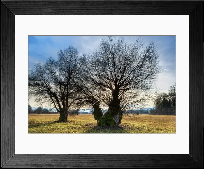 Framed Print : Switzerland, Canton of Zug, willow trees Framed Print : Switzerland, Canton of Zug, willow trees