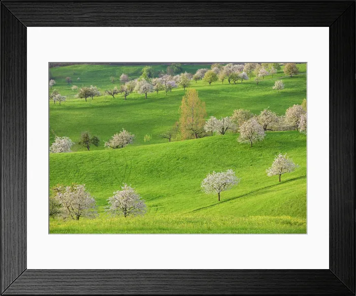 Framed Print : Switzerland, Canton of Basel Country, blooming cherry trees Framed Print : Switzerland, Canton of Basel Country, blooming cherry trees