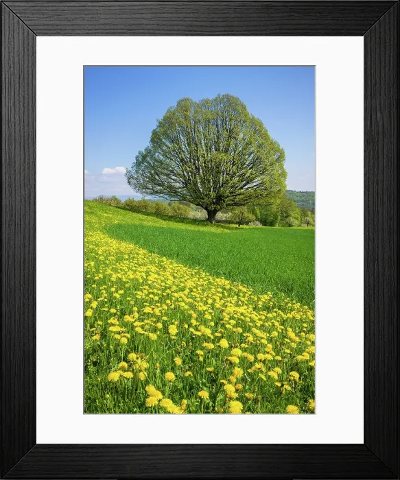 Framed Print : Switzerland, Canton of Basel Country, lime tree Framed Print : Switzerland, Canton of Basel Country, lime tree