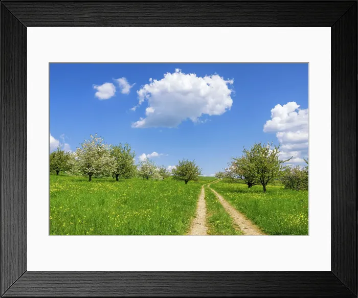 Framed Print : Switzerland, Canton of Aargau, blossoming fruit trees Framed Print : Switzerland, Canton of Aargau, blossoming fruit trees