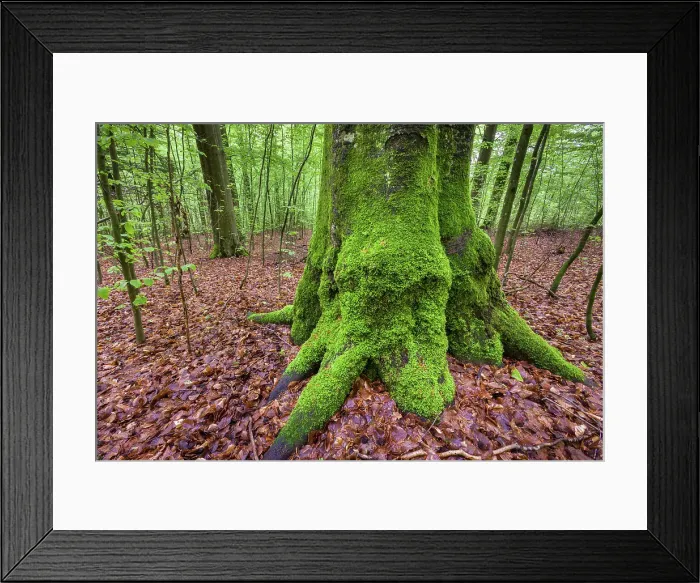 Framed Print : Switzerland, Canton Zurich, forest, beech trunk Framed Print : Switzerland, Canton Zurich, forest, beech trunk