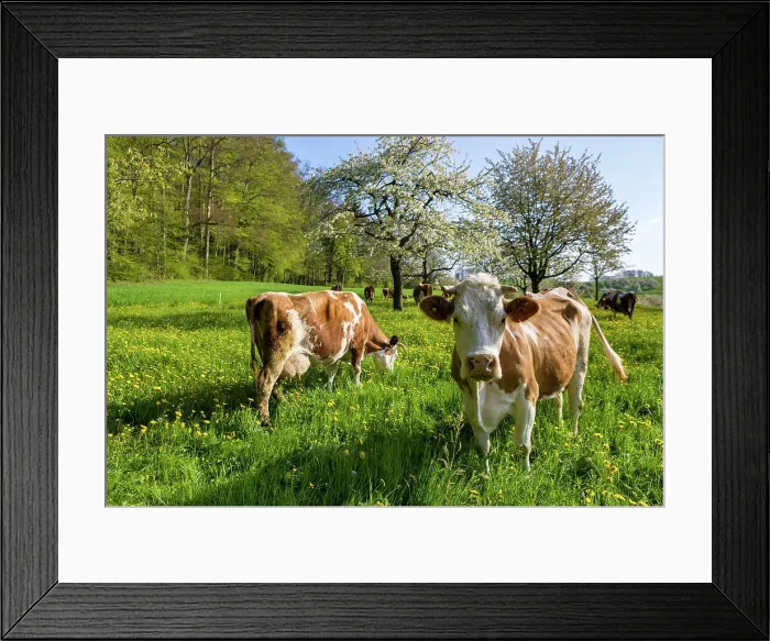 Framed Print : Switzerland, Canton of Basel Country, swiss cows Framed Print : Switzerland, Canton of Basel Country, swiss cows