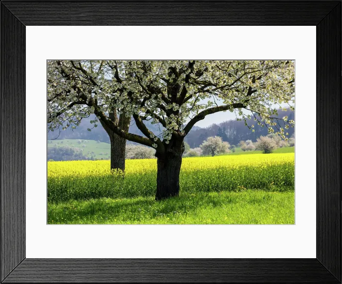 Framed Print : Switzerland, Canton of Aargau, blooming cherry trees Framed Print : Switzerland, Canton of Aargau, blooming cherry trees