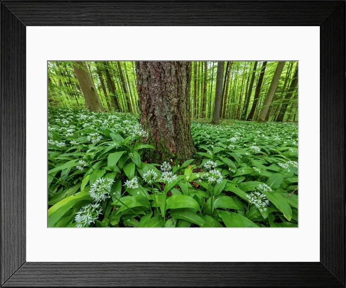 Framed Print : Switzerland, Canton Zurich, forest, wild garlic Framed Print : Switzerland, Canton Zurich, forest, wild garlic