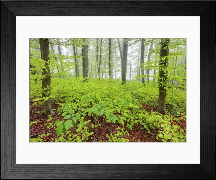 Framed Print : Switzerland, Canton Zurich, forest, spring Framed Print : Switzerland, Canton Zurich, forest, spring
