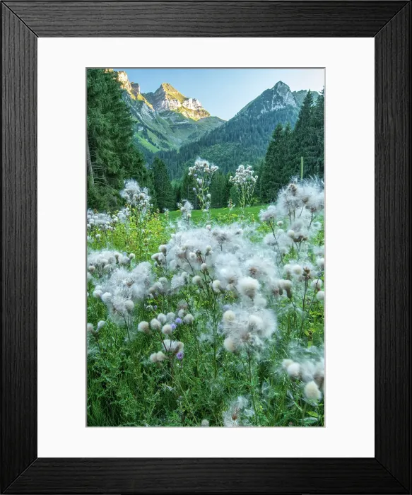 Framed Print : Switzerland, St. Gallen, Grabs, Thistles and mountains Framed Print : Switzerland, St. Gallen, Grabs, Thistles and mountains