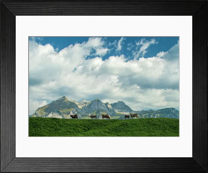 Framed Print : Switzerland, St. Gallen, Grabs, Alpstein and cows Framed Print : Switzerland, St. Gallen, Grabs, Alpstein and cows