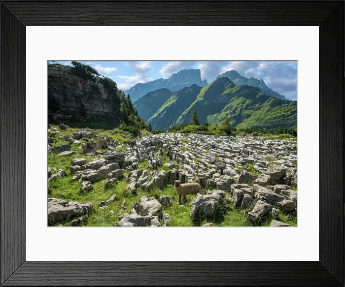 Framed Print : Switzerland, St. Gallen, Grabs, sheep and Karst cliffs with view to Gamsberg Framed Print : Switzerland, St. Gallen, Grabs, sheep and Karst cliffs with view to Gamsberg