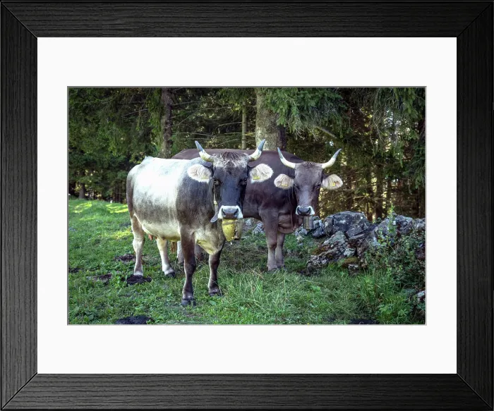 Framed Print : Switzerland, St. Gallen, Grabs, Swiss cows with horns in the alps Framed Print : Switzerland, St. Gallen, Grabs, Swiss cows with horns in the alps