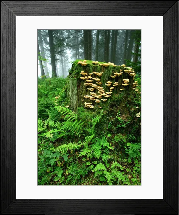 Framed Print : Switzerland, St. Gallen, Grabs, Spruce Forest at Gamperfin Framed Print : Switzerland, St. Gallen, Grabs, Spruce Forest at Gamperfin