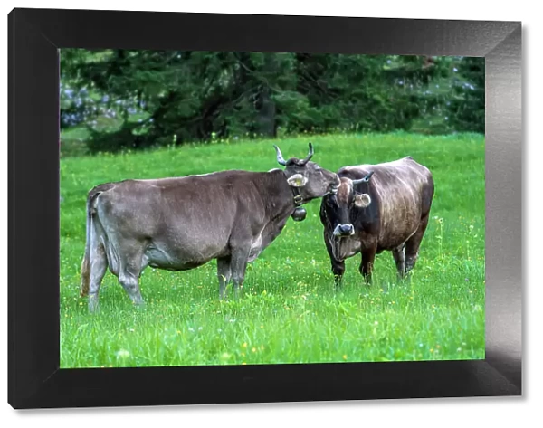 Switzerland, St. Gallen, Grabs, Voralp, swiss cows