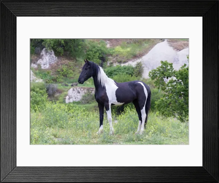 Framed Print : A black and white stallion poses, Goreme, Cappadocia, Nevsehir Province, Central Anatolia, Turkey