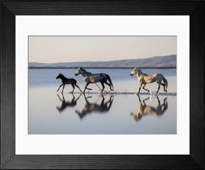 Framed Print : Horses running on Lake Tuz, Central Anatolia, Turkey Framed Print : Horses running on Lake Tuz, Central Anatolia, Turkey