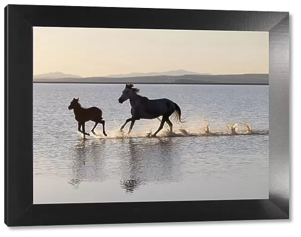 Horses running on Lake Tuz, Central Anatolia, Turkey